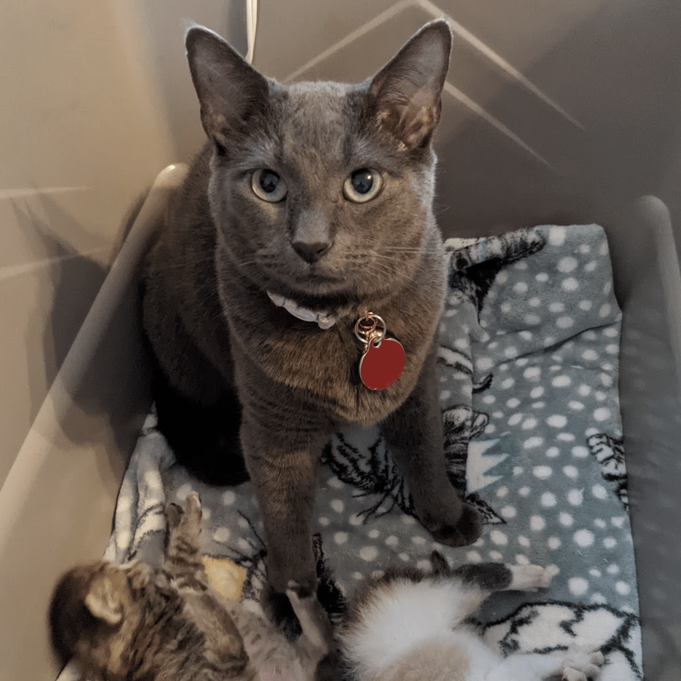 Gray cute looking up