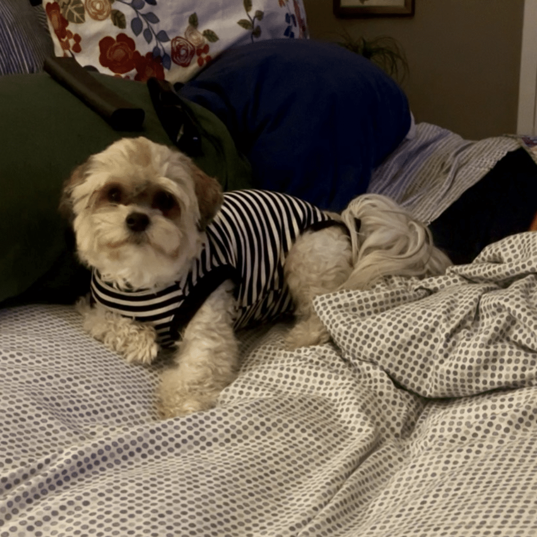 Little dog just hanging out