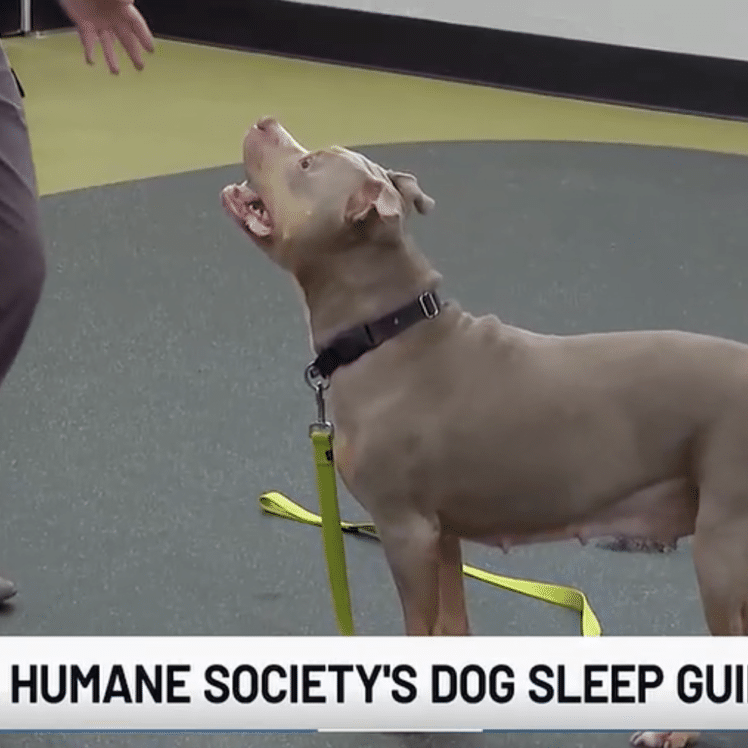 WOWT 3/30 dogs and sleep