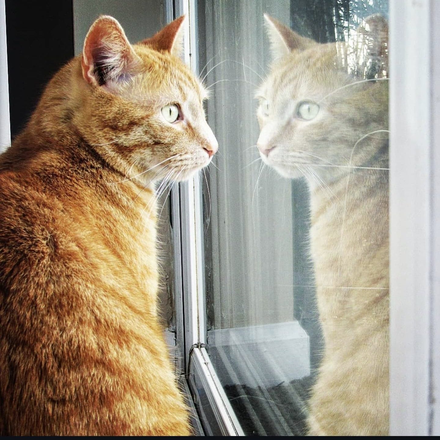 orange cat looking at reflection