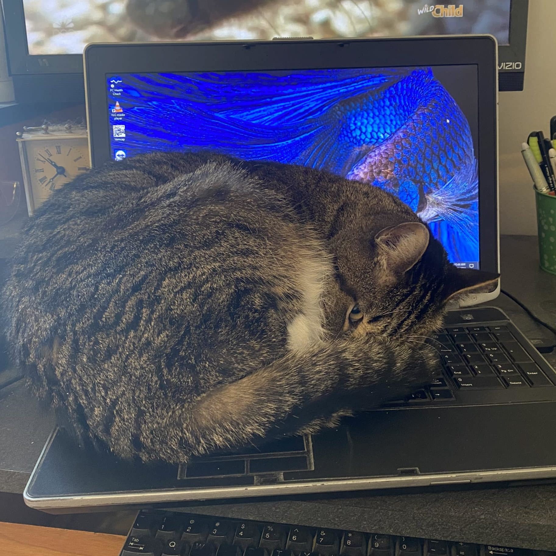 a cat curled up on a laptop