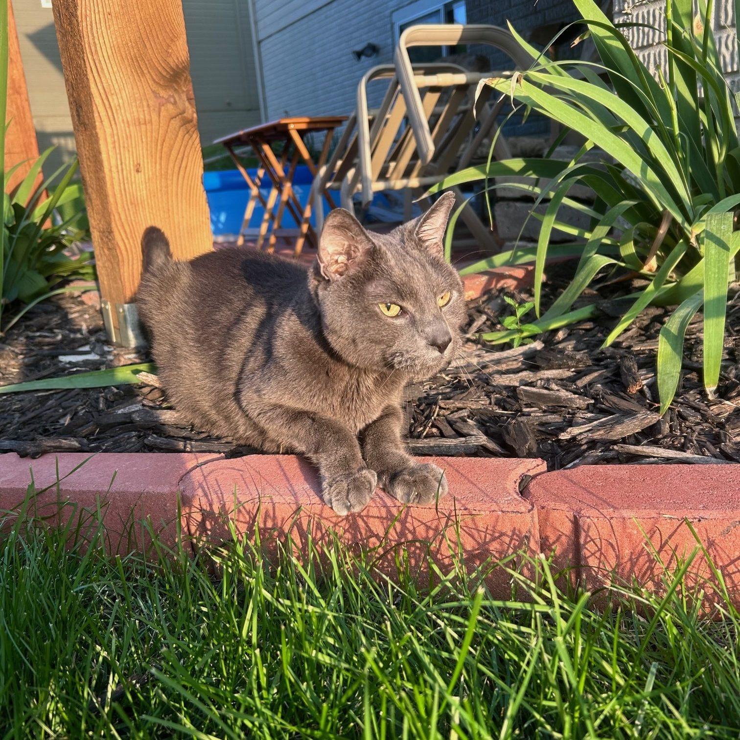 A cat sitting on a brick paver in the sun