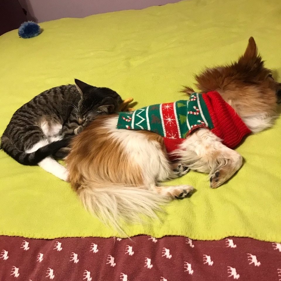 Dog and cat lying together on a bed