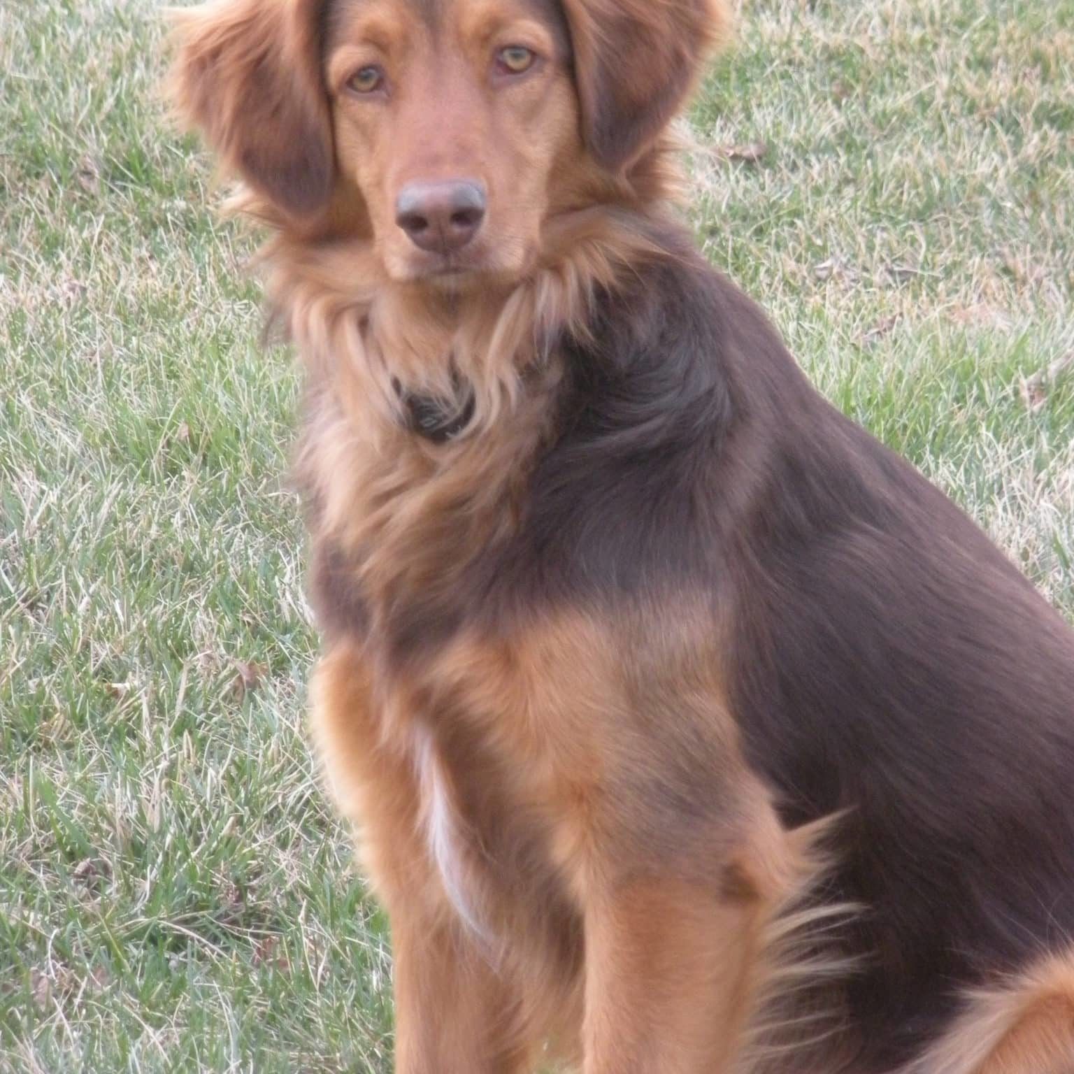 A dog posing in the sun on the grass
