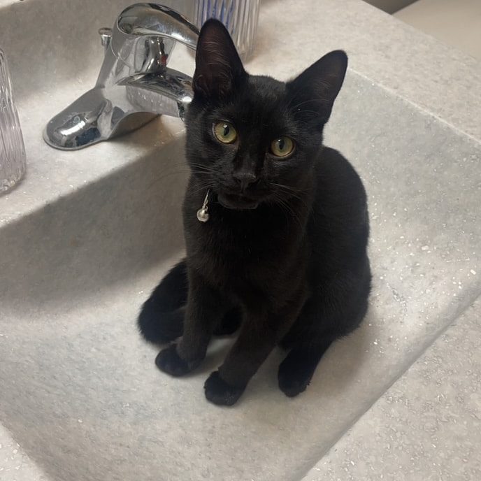 cat in sink