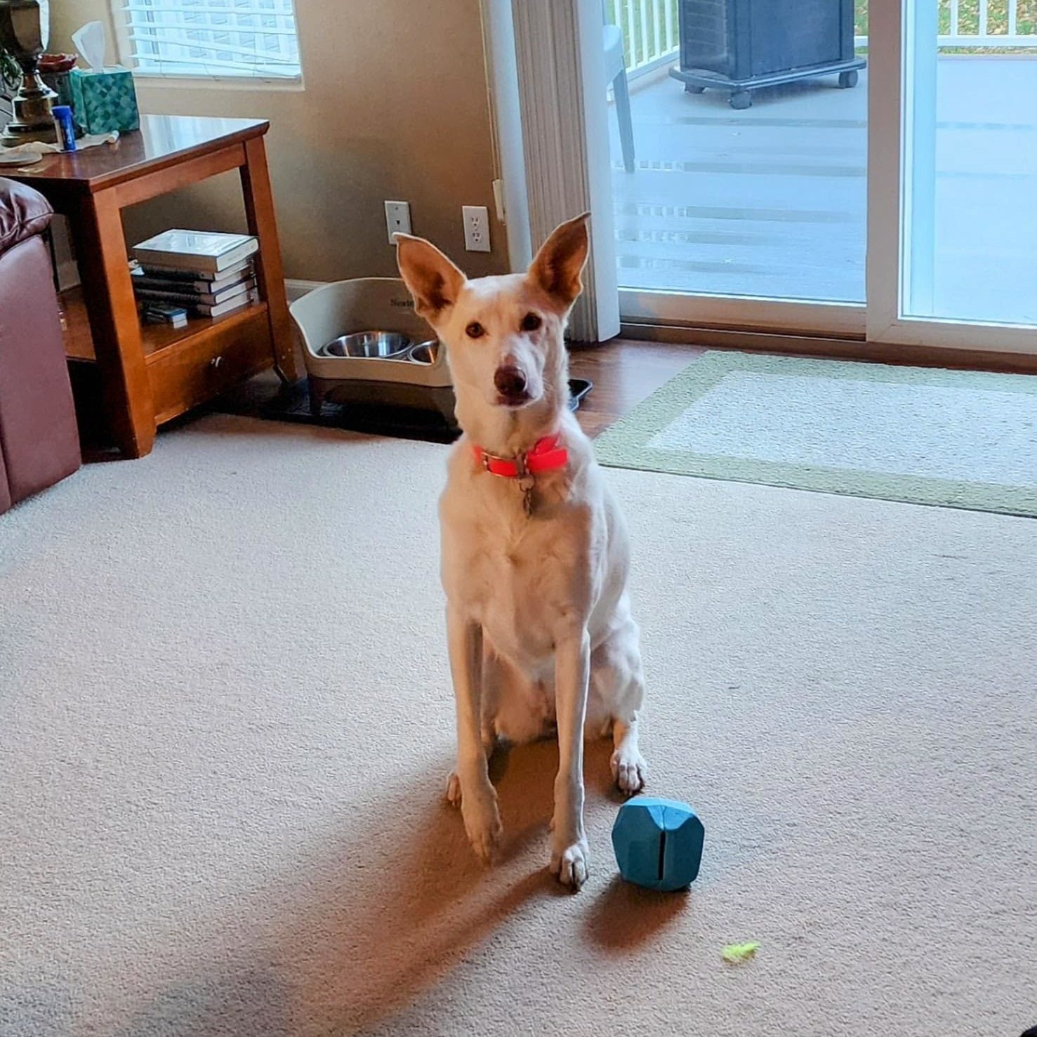 Sparkles the dog sitting inside with a toy