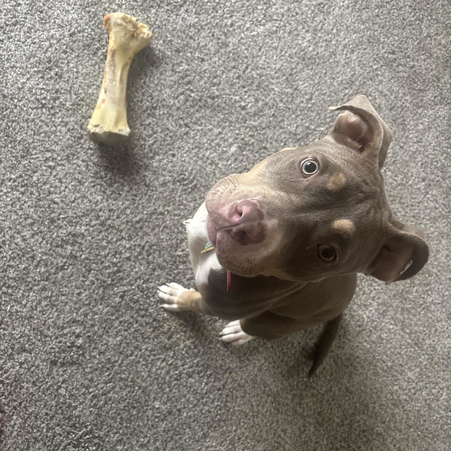 dog with bone looking up