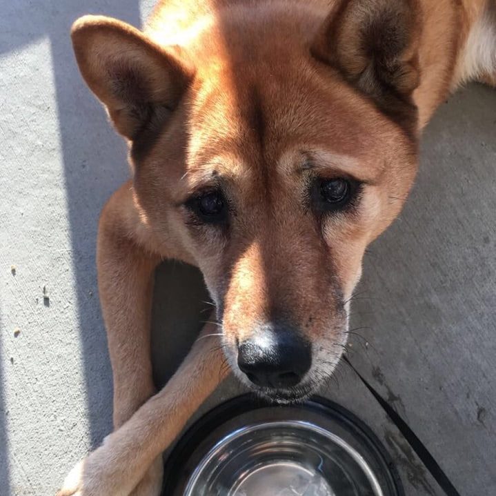 Lady the dog sitting in front of her bowl