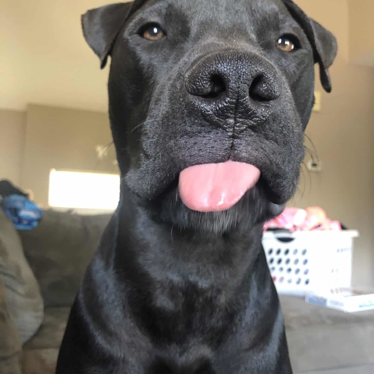 Blue the dog with his tongue out