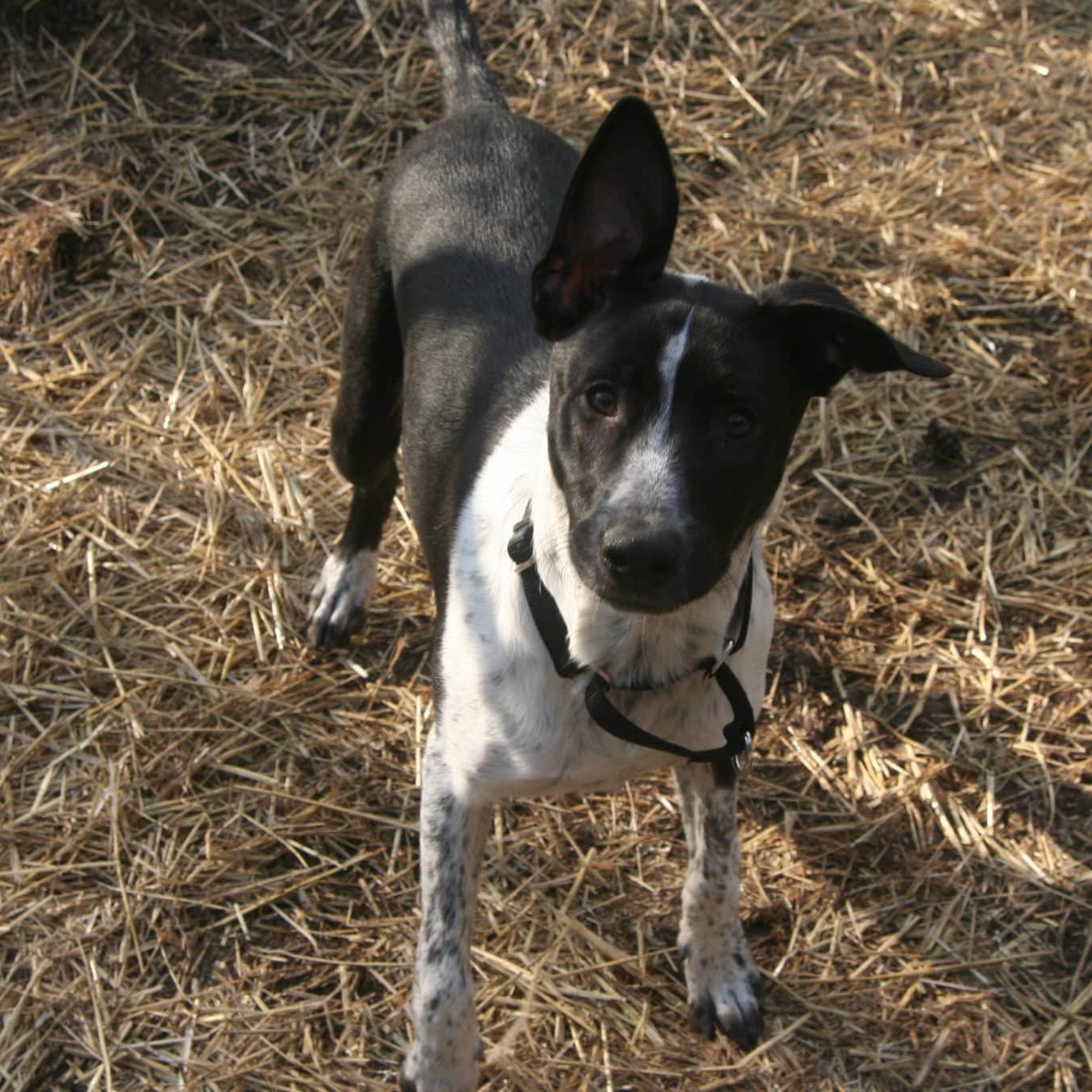 Zephyr the dog standing outside