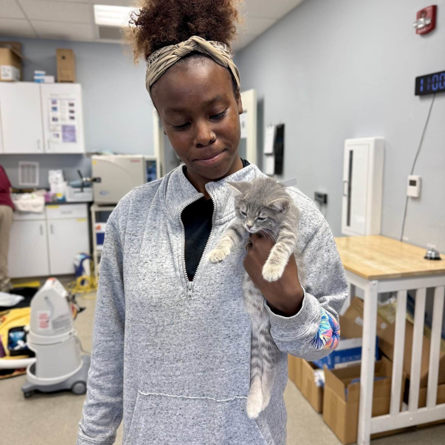 veterinary assistant holding a grey kitten